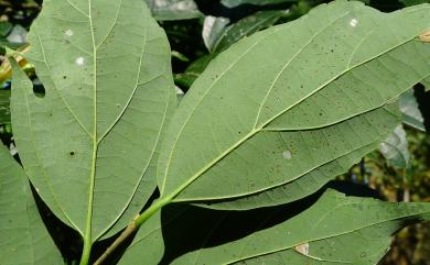 Celtis formosana Hayata 石朴