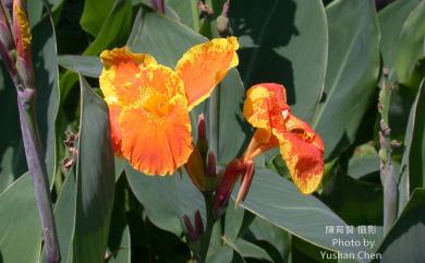 Canna flaccida 黃花美人蕉