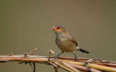 Estrilda melpoda melpoda (Vieillot, 1817) 橙頰梅花雀