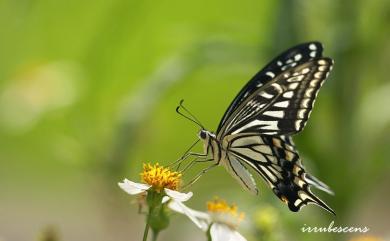 Papilio xuthus Linnaeus, 1767 柑橘鳳蝶