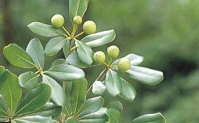 Pittosporum tobira (Thunb.) W.T. Aiton 海桐