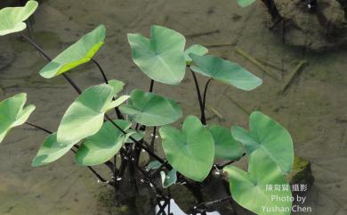 Colocasia esculenta 芋