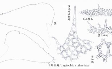 Plagiochila khasiana 卡式羽蘚