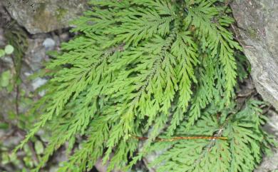 Selaginella moellendorffii 異葉卷柏