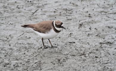 Charadrius dubius curonicus Gmelin, 1789 小環頸鴴