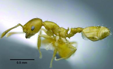 Recurvidris recurvispinosa (Forel, 1890) 彎針彎家蟻