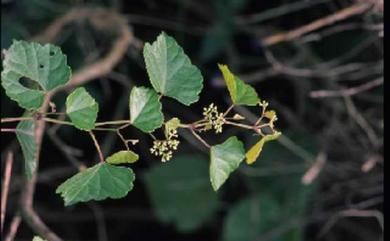 Ampelopsis brevipedunculata var. hancei (Planch.) Rehder 漢氏山葡萄