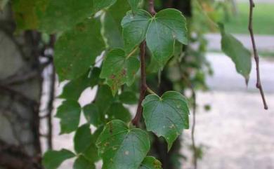 Parthenocissus tricuspidata 地錦