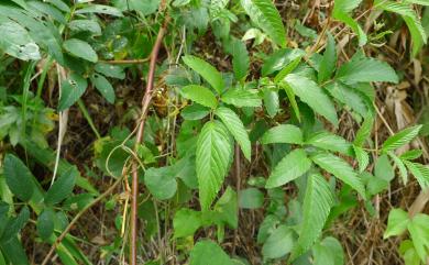 Rubus alnifoliolatus H.Lév. & Vaniot 榿葉懸鉤子