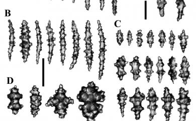 Sarcophyton nanwanensis Benayahu & Perkol-Finkel, 2004 南灣肉質軟珊瑚