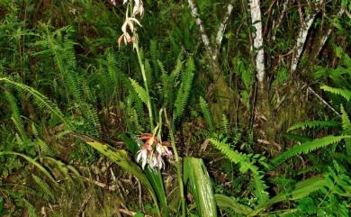 Phaius tancarvilleae 紅鶴頂蘭