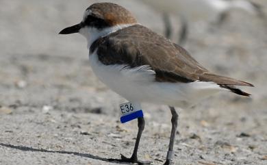 Charadrius alexandrinus dealbatus (Swinhoe, 1870) 東方環頸鴴(華東亞種)