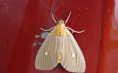 Asota caricae (Fabricius, 1775) 一點擬燈蛾