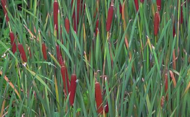 Typha orientalis 香蒲