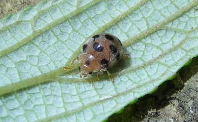 Epilachna maculicollis (Sicard, 1912) 苧麻十星瓢蟲