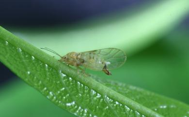 Cacopsylla multijuga (Yang, 1984)