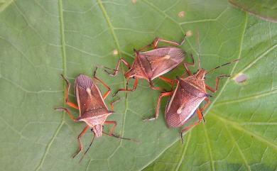 Andrallus spinidens (Febricus, 1787) 黃邊椿象