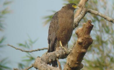 Spilornis cheela hoya Swinhoe, 1866 大冠鷲