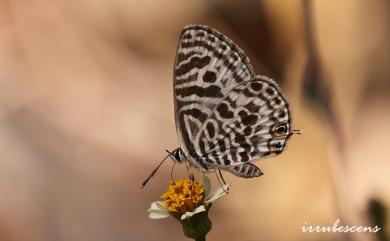 Leptotes plinius (Fabricius, 1793) 細灰蝶