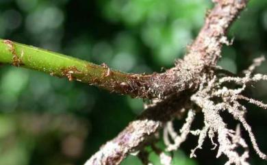 Christella acuminata (Houtt.) H.Lév. 小毛蕨