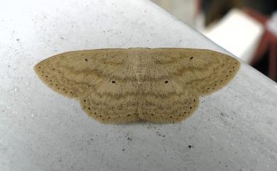 Scopula kagiata (Bastelberger, 1909)