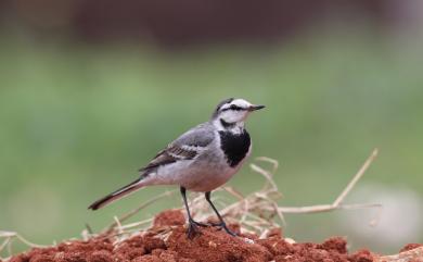 Motacilla alba ocularis (Swinhoe, 1860) 白鶺鴒(灰背眼紋亞種)