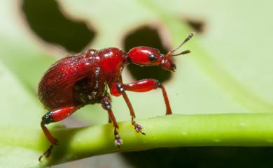 Paratrachelophorus nodicornis Voss, 1930 棕長頸捲葉象鼻蟲