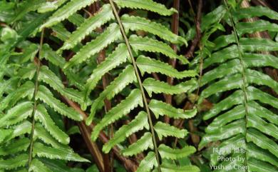 Nephrolepis brownii (Desv.) Hovenkamp & Miyam. 毛葉腎蕨