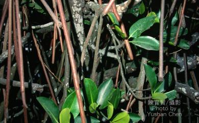 Rhizophora stylosa Griff. 紅海欖