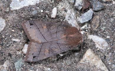 Agrocholorta atrifusa (Hreblay & Ronkay, 1997)