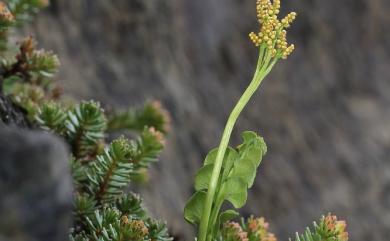 Ophioglossum austroasiaticum 高山瓶爾小草