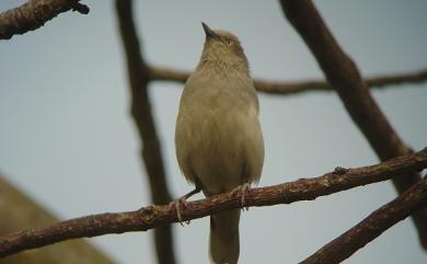 Sturnia sinensis (J. F. Gmelin, 1788) 灰背椋鳥