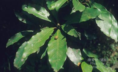 Machilus japonica var. kusanoi (Hayata) J.C.Liao 大葉楠