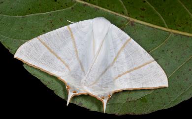 Ourapteryx monticola Inoue, 1985 淡黃雙紅尾尺蛾