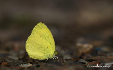 Eurema blanda arsakia (Fruhstorfer, 1910) 亮色黃蝶