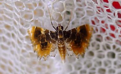 Thysanoidma octalis Hampson, 1891 八點纓翅水螟