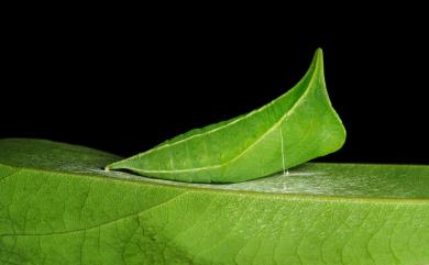 Graphium sarpedon connectens 青鳳蝶