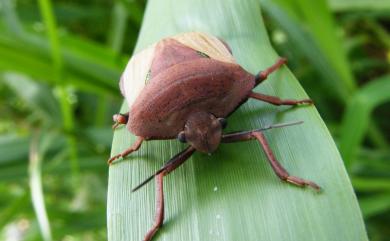 Chalcopis glandulosa (Wolff, 1811) 大臭椿象