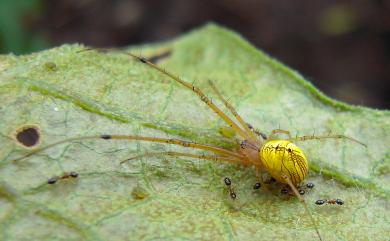 Tylorida striata (Thorell, 1877) 條紋高腹蛛