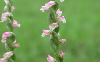 Spiranthes sinensis 綬草