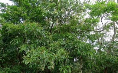 Turpinia ternata Nakai 三葉山香圓