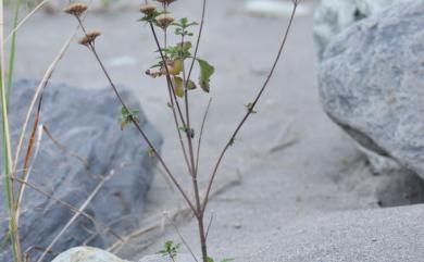 Caryopteris incana 灰葉蕕