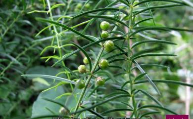 Asparagus cochinchinensis (Lour.) Merr. 天門冬