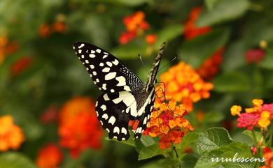 Papilio demoleus Linnaeus, 1758 花鳳蝶