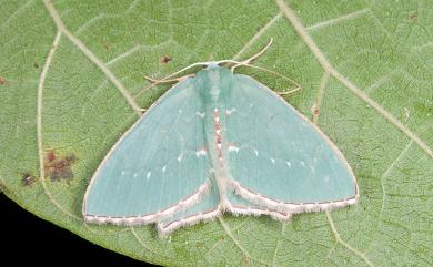 Hemistola simplex Warren, 1899 紅緣無繮青尺蛾