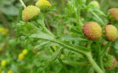 Grangea maderaspatana (L.) Poir. 線球菊