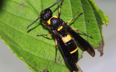 Ancistrocerus taiheizanus Yasumatsum, 1937