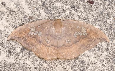 Agnidra scabiosa fixseni (Bryk, 1949) 亂斑鉤蛾