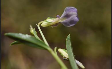 Hybanthus enneaspermus (L.) F. Muell. 鼠鞭草