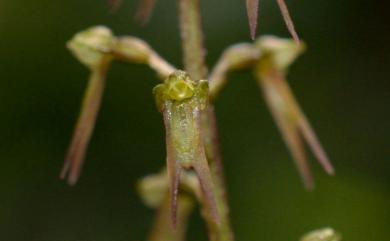 Neottia suzukii 三角雙葉蘭